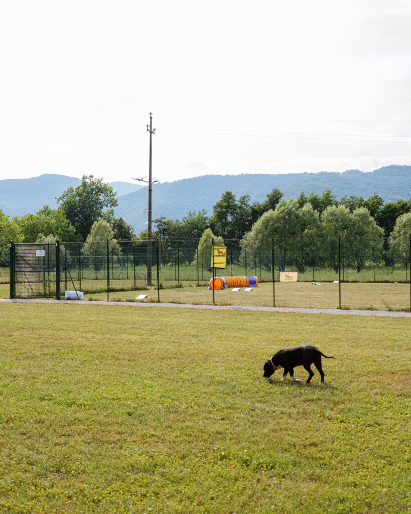 Cane sul prato davanti ai ring recintati e al tunnel del MJRS CAMP