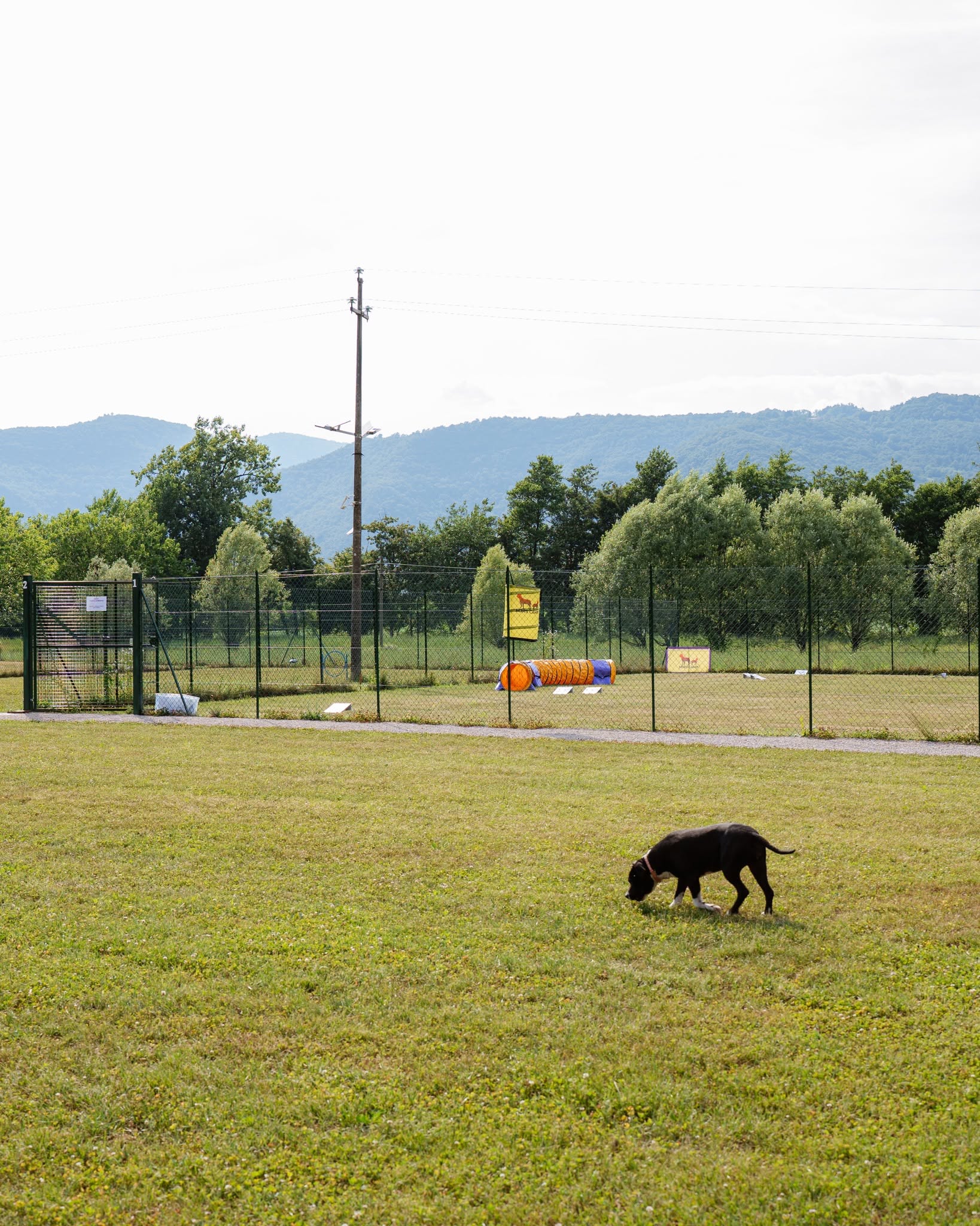 Cane sul prato davanti ai ring recintati e al tunnel del MJRS CAMP